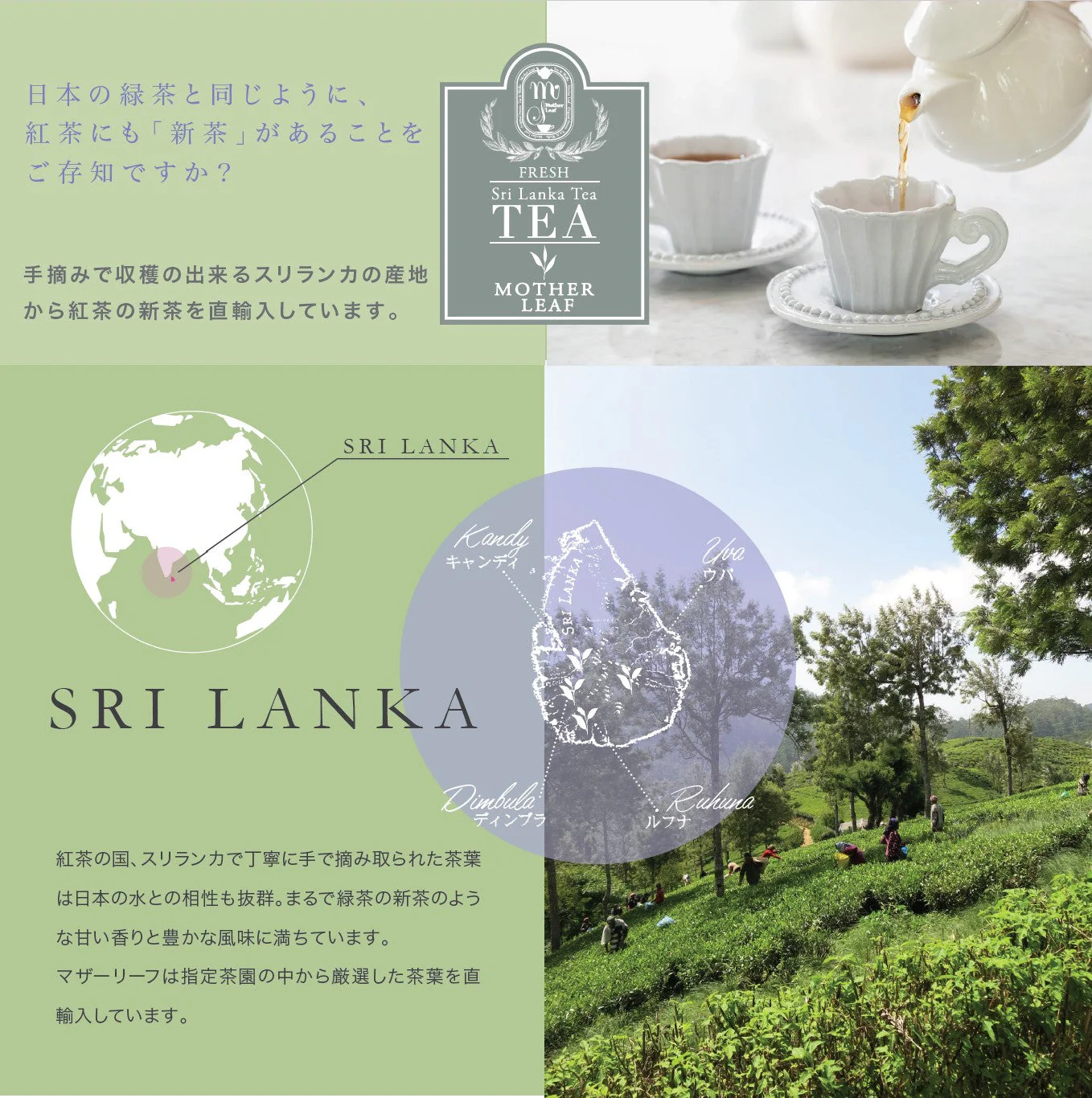 【紅茶専門店 マザーリーフ】スリランカ産 紅茶(80g袋入り)【DIMBULA】ディンブラ - Image 6